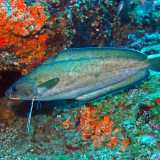 La �Moscia� (Musdea o Mostella - Phychis Phychis). Foto By Hectonichus
